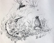 00046-Picturale-a-sketch-a-day-Els-v-A