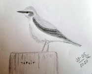 00077-Picturale-a-sketch-a-day-Christa