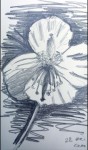 00174-Picturale-a-sketch-a-day-Charlotte