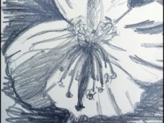 00174-Picturale-a-sketch-a-day-Charlotte